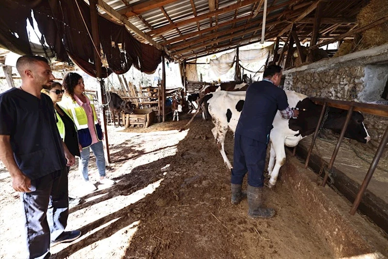 Büyükşehir mastit hastalığıyla mücadele ediyor