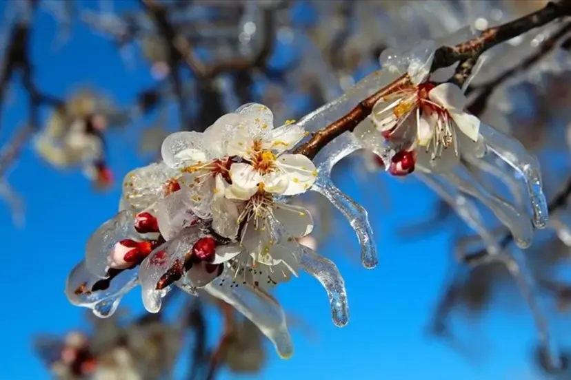 Üreticilere 23 milyar liralık zirai don tazminatı ödendi
