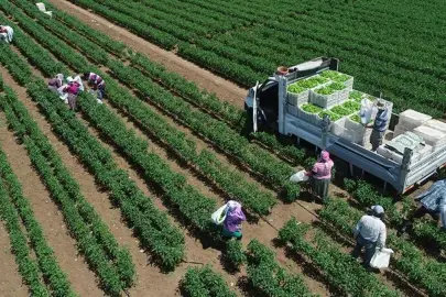 TÜİK açıkladı: Bitkisel üretim azaldı