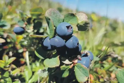 Rusların sağlık deposu Türk karamuku
