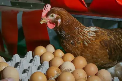 TÜİK açıkladı: Tavuk eti ve yumurta üretimi kasımda arttı