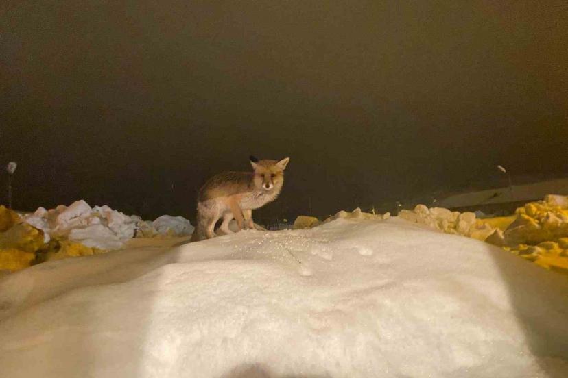 Aç kalan tilkiye şefkat eli: "O yedikçe ben mutlu oldum"