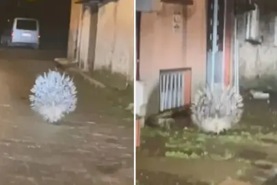 Afrika'nın en tehlikeli kirpisi Aydın'da görüntülendi