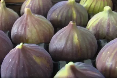 Balıkesir’de incir fidanı desteği başlıyor