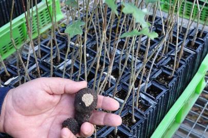 Bir dönüm arazi yeterli: Devlet destekli ve yüksek kârlı 5 bitki