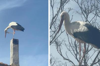 Bu sene bir ilk mi yaşanacak? Eşi geldi, Adem Amca'nın Yaren leylek nöbeti başladı