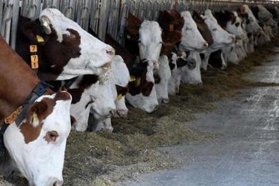 Büyükbaş hayvan sayısı arttı