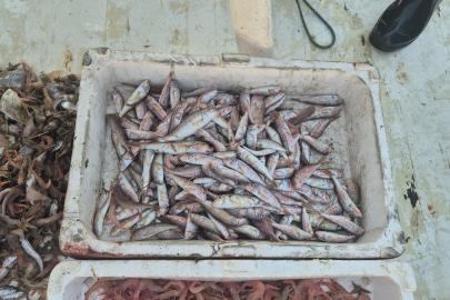 Denizden geldiler, taze taze satıyorlar. Kasalarla limana döndüler