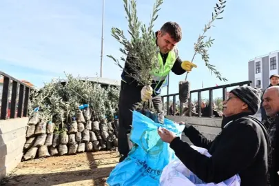 Denizli'de üreticiye zeytin fidanı desteği