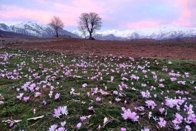 Elazığ’da baharın habercisi çiğdemler erken açtı