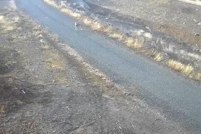 Elazığ’da mezraya inen kurt görüntülendi