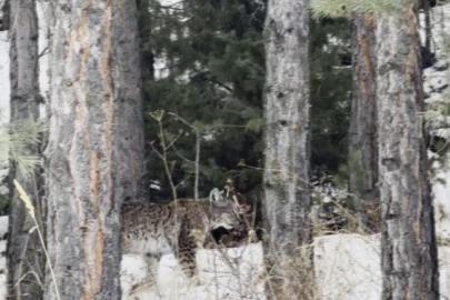 Erzurum’da nesli tehdit altındaki vaşak görüntülendi