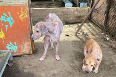 Finike’de barınak görüntüleri tepki çekti! Savcılık harekete geçti