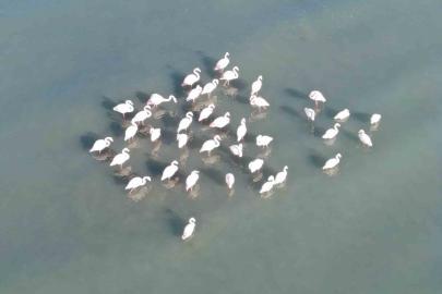 Flamingolar bu yıl da Van’dan göç etmedi