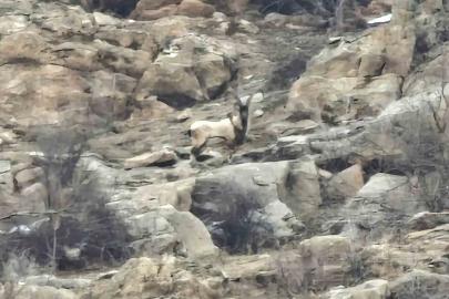 Hizan’da dağ keçileri sürü halinde görüntülendi