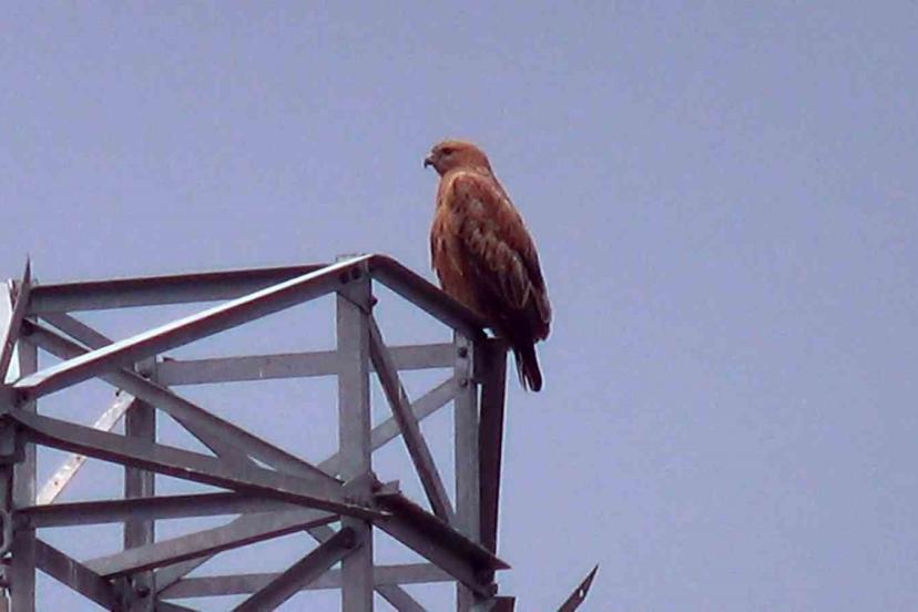 Iğdır’da Kızıl Şahin görüntülendi