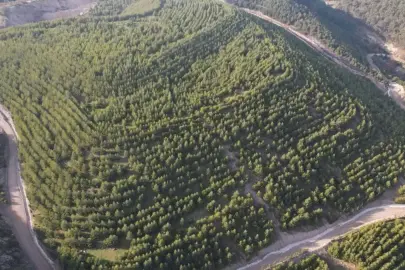 İzmir'de eski maden sahası yeşile büründü