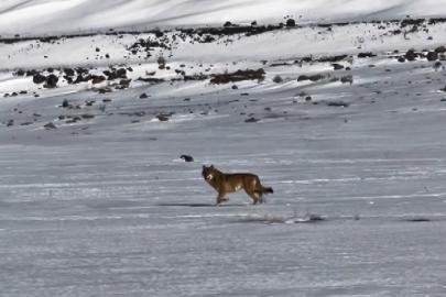 Kars’ta hareket halindeki aracı takip eden kurt kameraya yansıdı