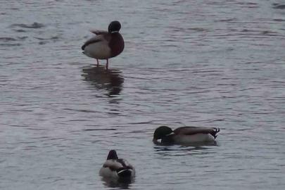 Kars’ta yaban hayatı şehre indi: Yeşilbaş ördeklerin yemek mesaisi kamerada