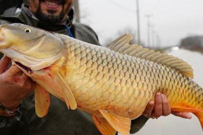 Kentte çiftçileri şaşkına çeviren sürpriz! Tarlalardan canlı balık topladılar