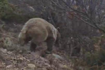 Korku dolu anlar. Arazide ayı ile karşı karşıya kaldı