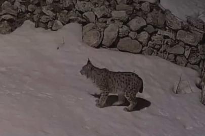 Köy yerleşim alanında yiyecek arayan vaşak güvenlik kamerasına yansıdı