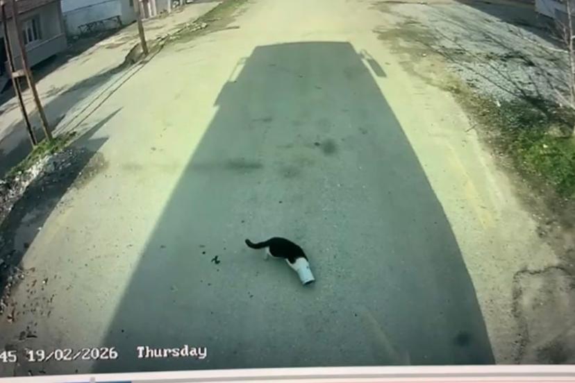 Malatya’da kafası konserve kutusuna sıkışan kediyi otobüs şoförü kurtardı