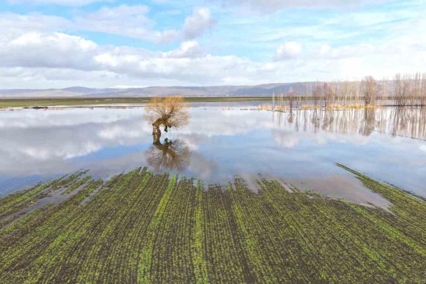 Muş’ta eriyen kar ve sağanak ovayı sular altında bıraktı