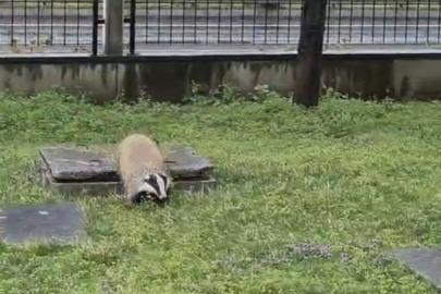 Porsuk yanlışlıkla site bahçesine girerse...