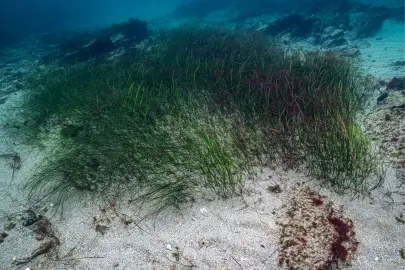 Prof. Dr. Mustafa Sarı'dan 'deniz çayırları' için acil önlem çağrısı!