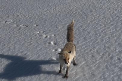 Tilkinin dron ile imtihanı. Verdiği tepki izleyenleri gülümsetti