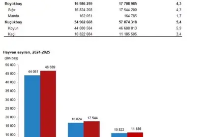 TÜİK: Büyükbaş sayısı yüzde 4,3, küçükbaş yüzde 5,4 arttı