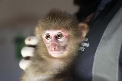 Uyuşturucu baskınında bulundu, adını veterinerler koydu! Portakal, koruma altında
