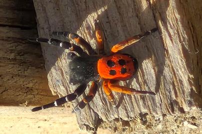 Akdeniz ve Orta Asya'nın nadir türü Elazığ'da görüntülendi