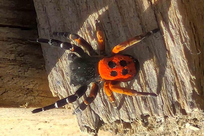 Akdeniz ve Orta Asya’nın nadir türü Elazığ’da ortaya çıktı