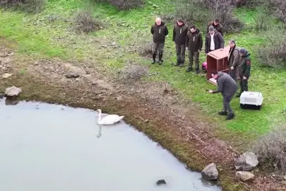 Ankara’da güçten düşen kuğu, Edirne'de doğaya salındı