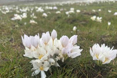 Bingöl’de baharın habercisi kardelenler yüzünü gösterdi