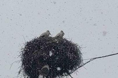 Bingöl’e erken gelen leylekler kara yakalandı