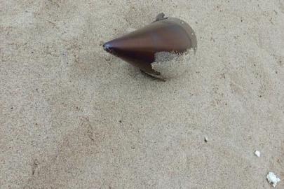 Çatalca'da kıyıya vuran füze başlığı imha edildi