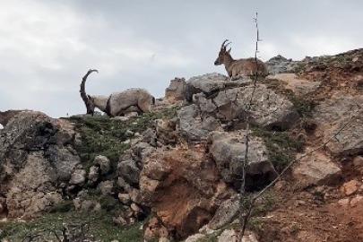 Dağ keçileri sürü halinde görüntülendi