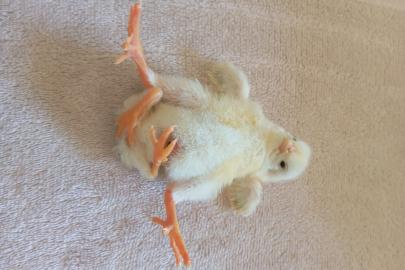 Diyarbakır'da dört ayaklı civciv şaşırttı