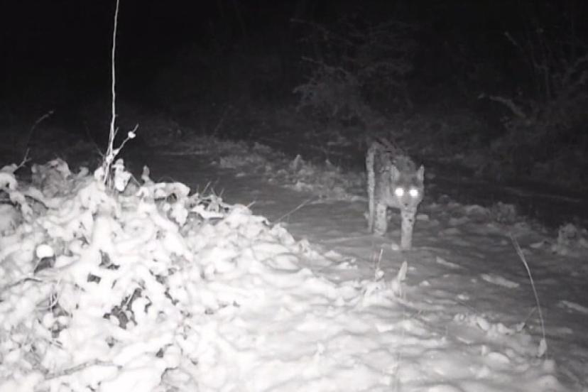 Erzincan’da yaban hayatı fotokapanla görüntüleniyor
