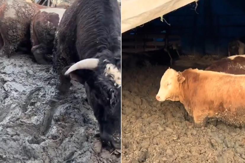 Hayvanlar hızlı kilo alsın diye Kurban Bayramı öncesi insanlık dışı görüntü. Bakanlık inceleme başlattı