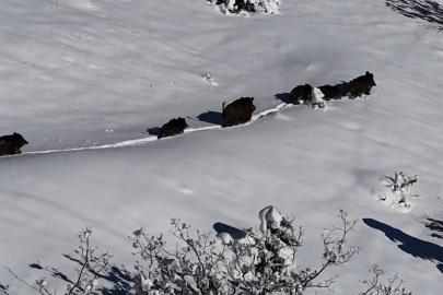 Karlı arazide ilerleyen domuz sürüsü havadan görüntülendi