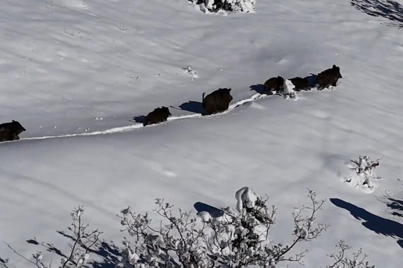 Karlı arazide ilerleyen domuz sürüsü havadan görüntülendi