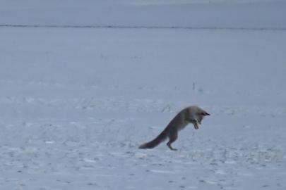 Kars’ta kızıl tilkinin kar altındaki avı kamerada
