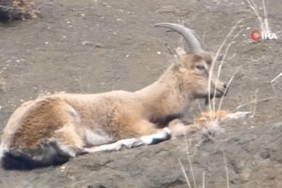 Koruma altındaydı, kaçak avcılar vurdu