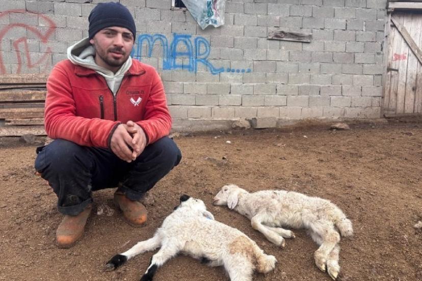 "Kuzu Septisemisi" yeni doğan kuzuları telef ediyor