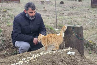 Muş’ta 9 gün önce öldürülen adamın kedileri mezarının başından ayrılmıyor
