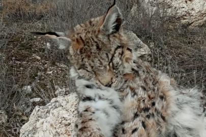 Nesli tehlike altındaki vaşak doğada ölü bulundu